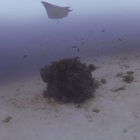 Spotted Eagle Ray Glides Over Sandy Habitat