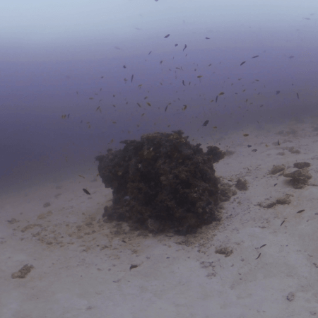 Solitary Eagle Ray Traverse
