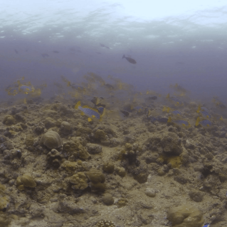 Vibrant Snapper School Swarms Reef Crest