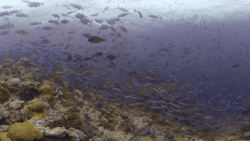 Reef Fusilier Cloud Above Bustling Coral Habitat