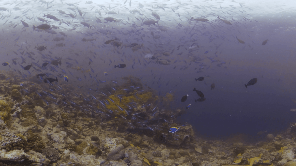 Vibrant Reef Life: Shoaling Fusiliers & Snappers