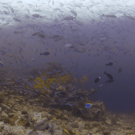 Vibrant Reef Life: Shoaling Fusiliers & Snappers