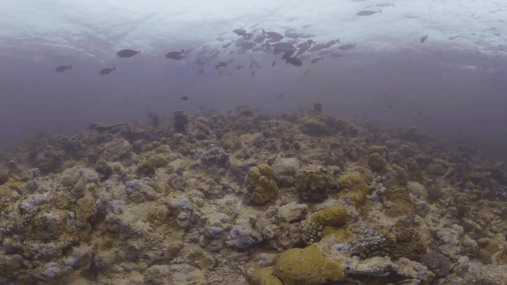 Surgeonfish Swarm Over Distressed Reef
