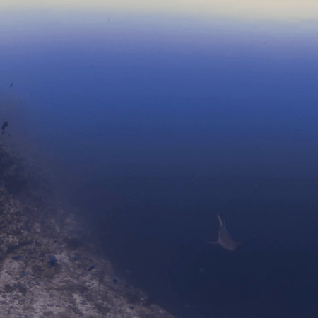 Whitetip Reef Shark Patrols Coral Drop-Off