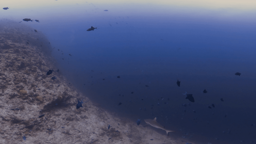 Grey Reef Shark Patrolling Reef Edge