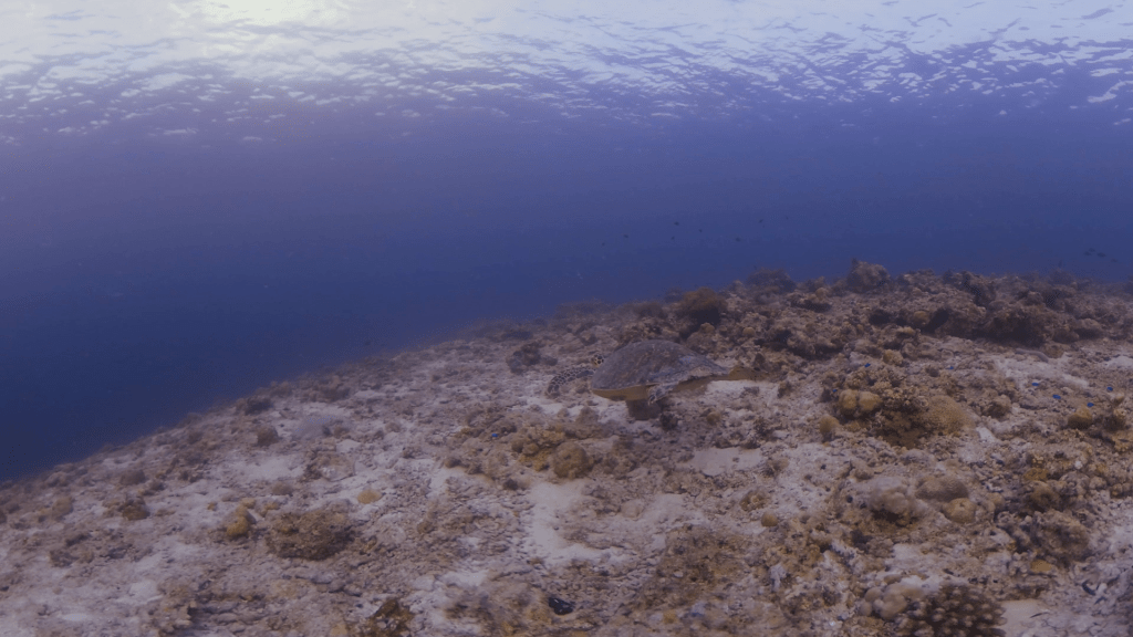 Turtle's Reef Journey