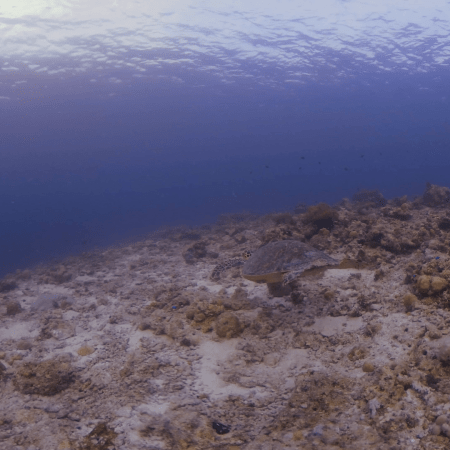 Turtle's Reef Journey