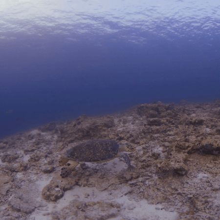 Turtle's Reef Journey