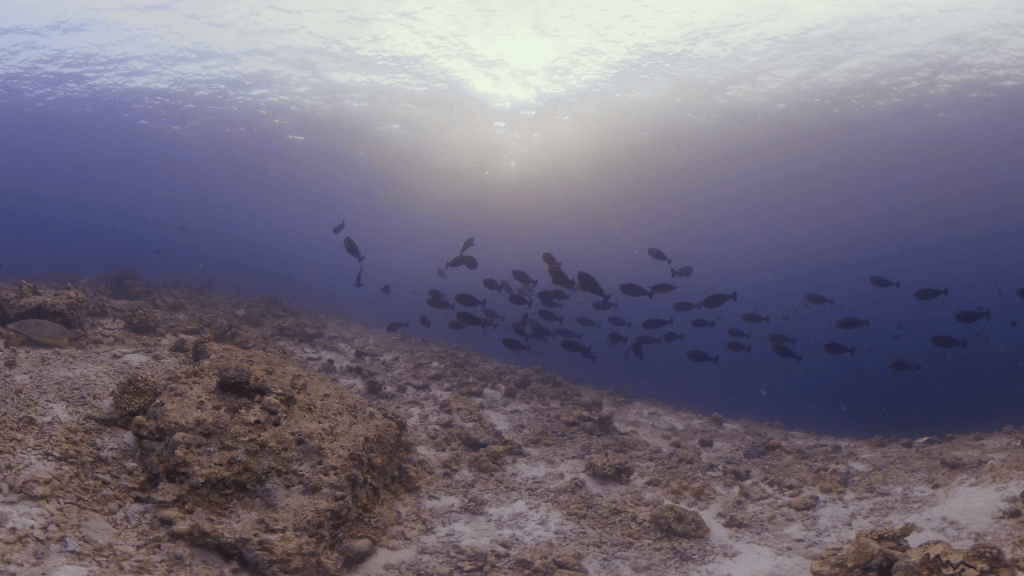 Surgeonfish Grazing Ground