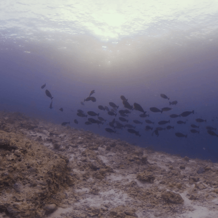 Surgeonfish Grazing Ground