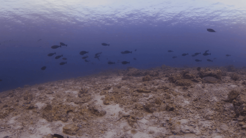 Surgeonfish Dance over Barren Reef