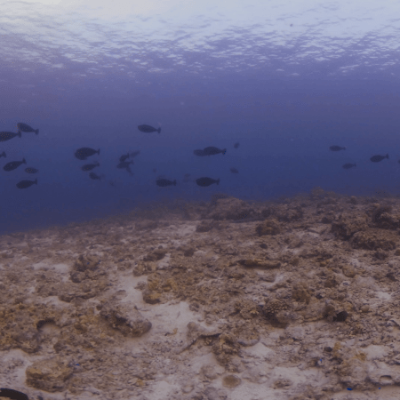 Surgeonfish Dance over Barren Reef