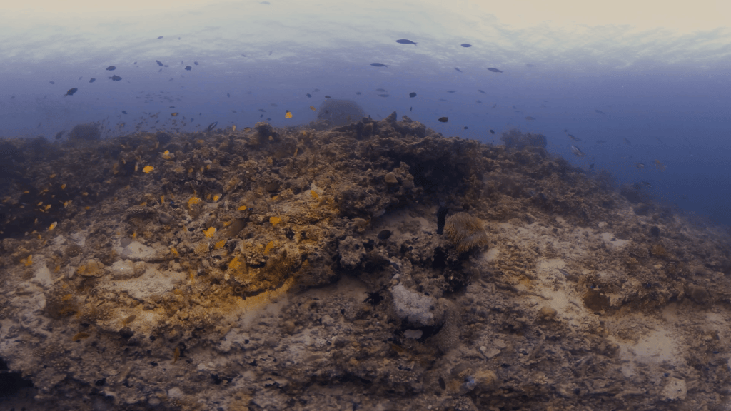 Reef Life Bloom