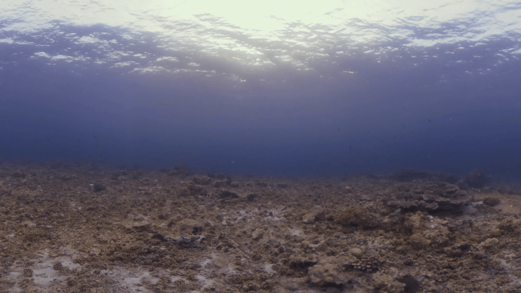 Bleached Coral Reef: A Silent Underwater World