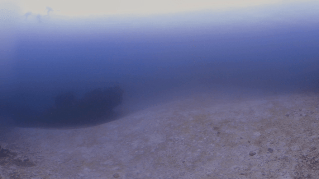Manta's Shadow: Wreck & Ray Ballet