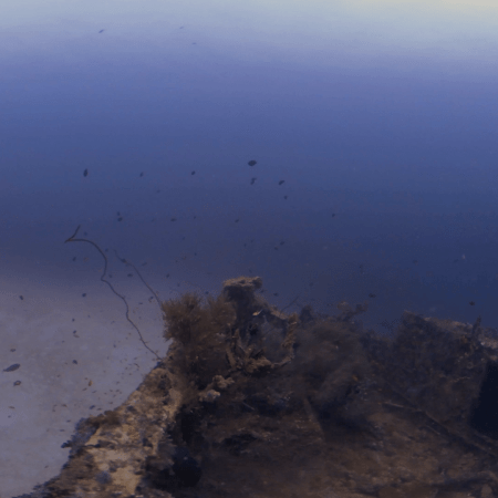 Shipwreck Haven: Fish Dance