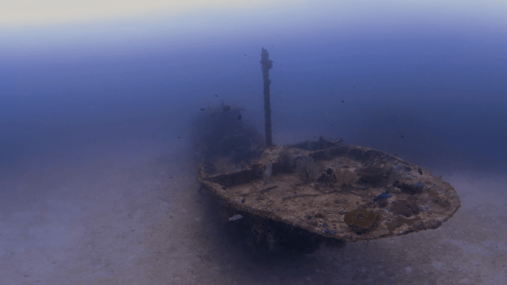 Shipwreck Haven: Fish & Coral Bloom