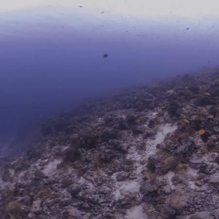 Reef's Edge: Whitetip Shark