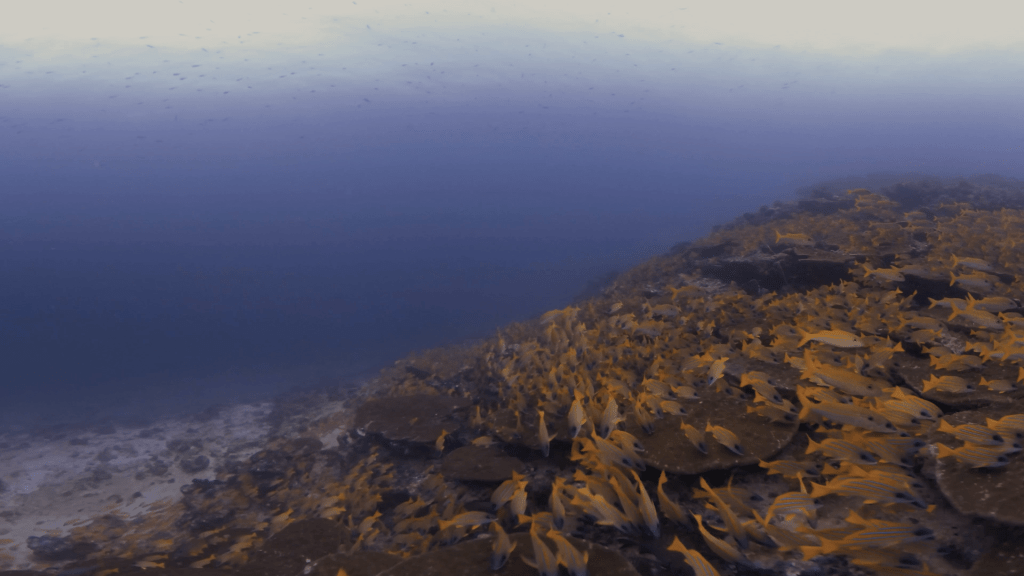 Snapper Swarm over Table Coral Reef