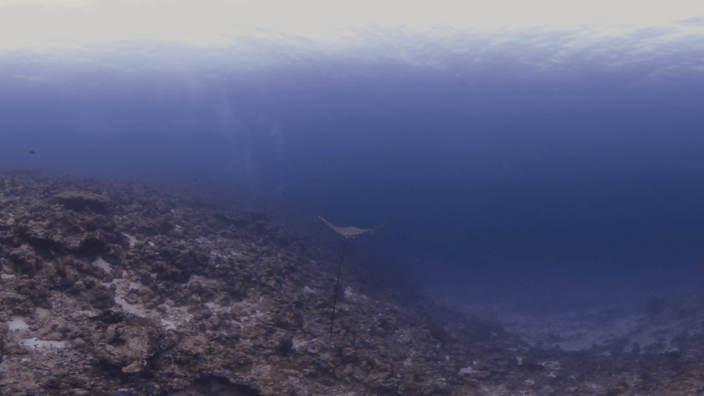 Juvenile Eagle Ray's Reef Dance