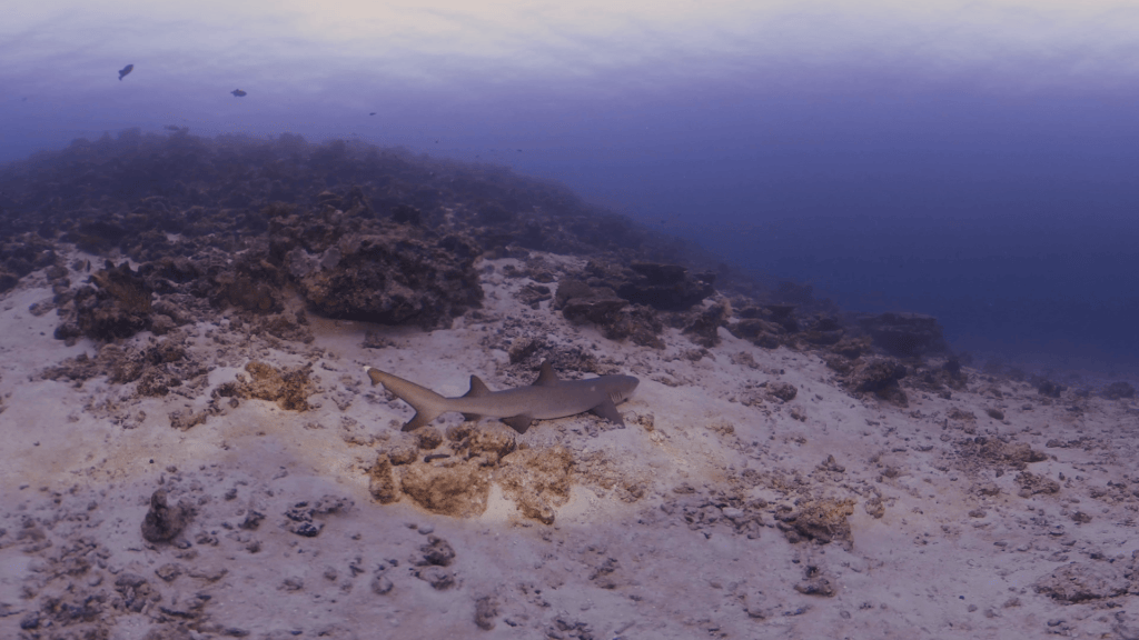 Resting Whitetip Reef Shark