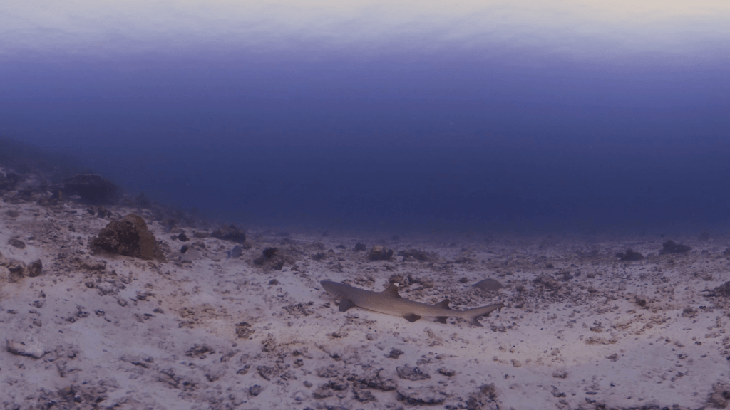 Whitetip's Wake-Up Call