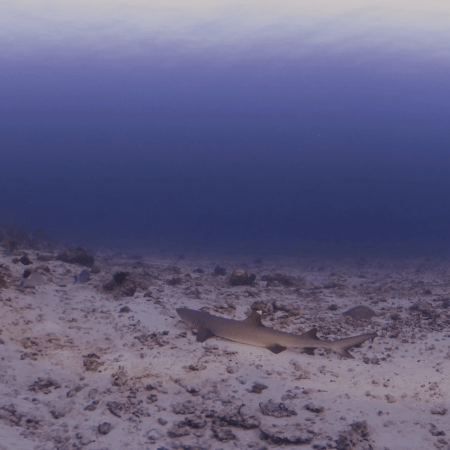 Whitetip's Wake-Up Call