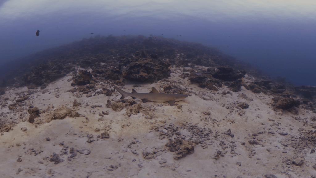 Whitetip's Sandy Slumber