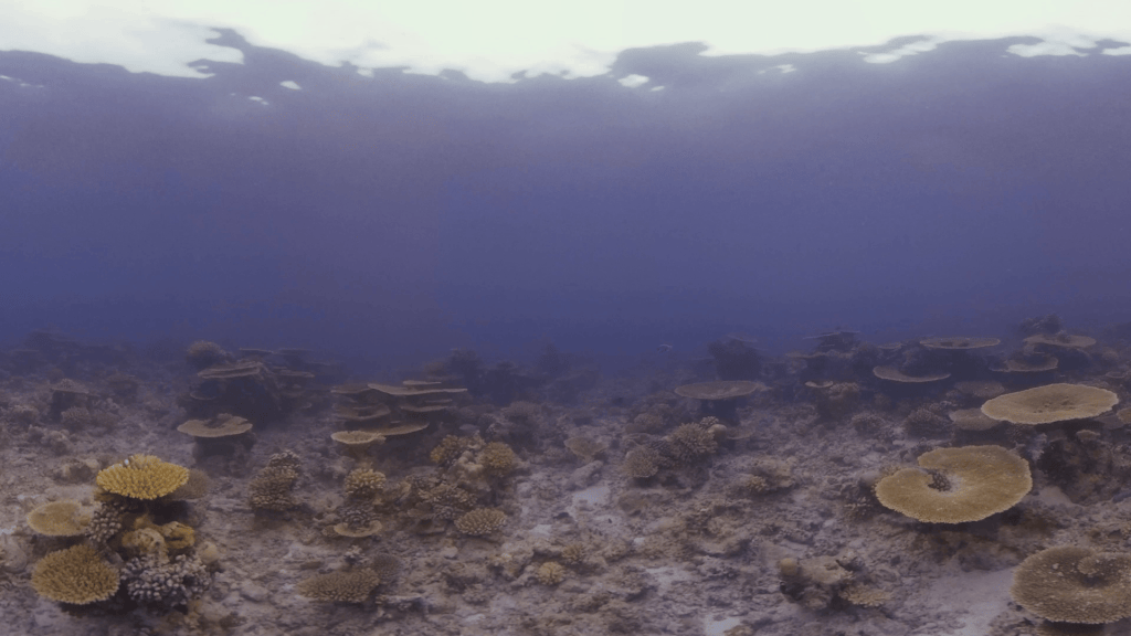 Shenic Table Coral Garden