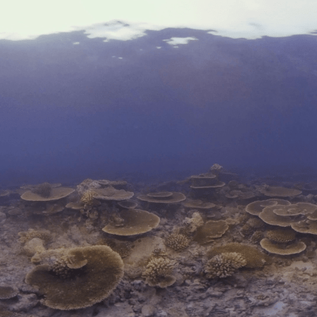 Table Coral Garden: Shallow Reef Panorama