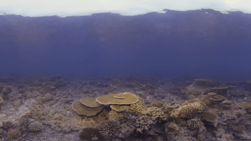 Table Coral Garden: Calm Seas