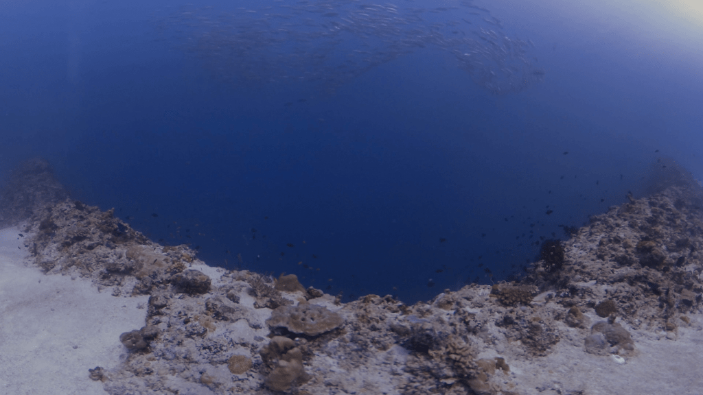 Sardine Swirl at Abyssal Reef Edge