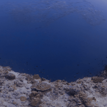 Sardine Swirl at Abyssal Reef Edge