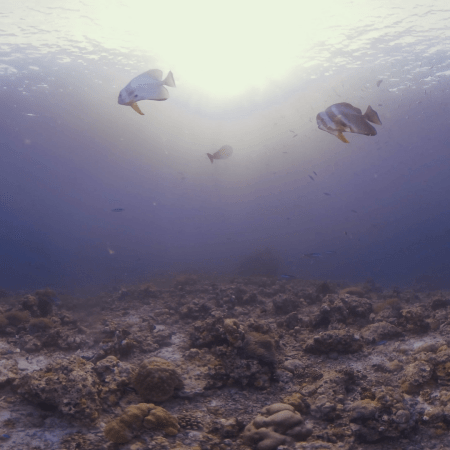 Sunlit Batfish Ballet