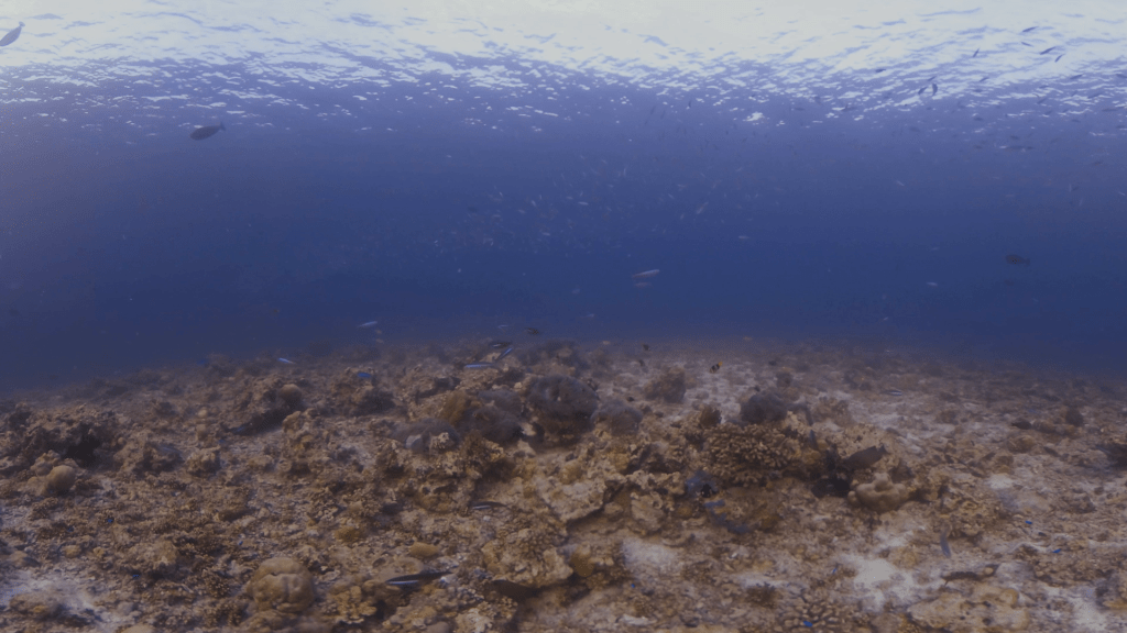 Sunlit Reef Fish Haven