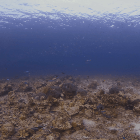 Sunlit Reef Fish Haven