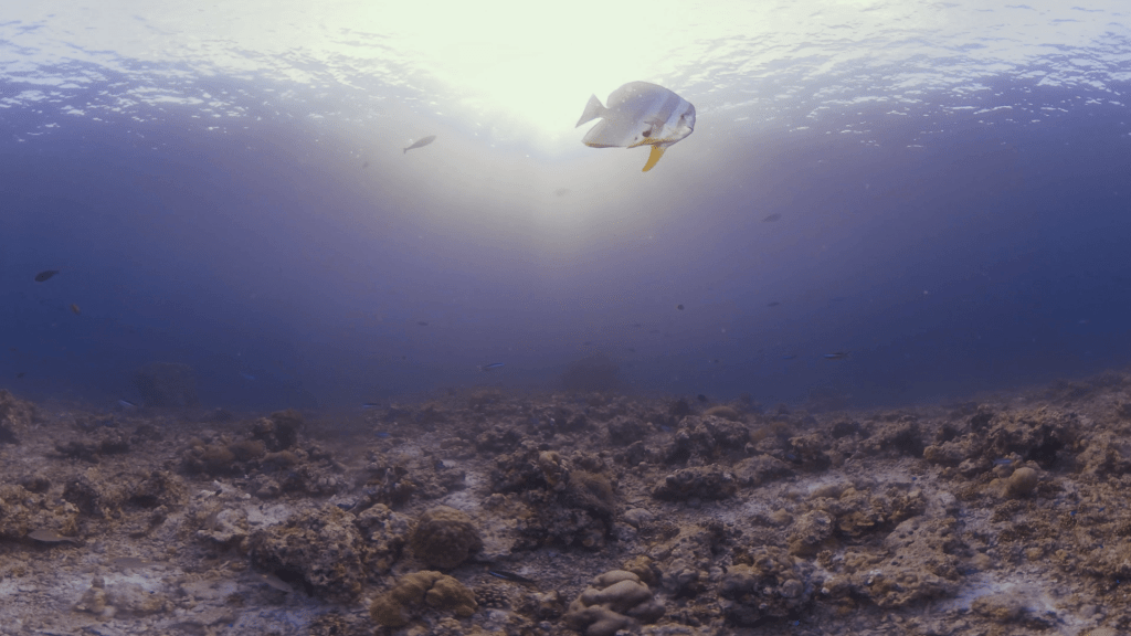Batfish in Sunlit Shallows