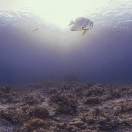 Batfish in Sunlit Shallows