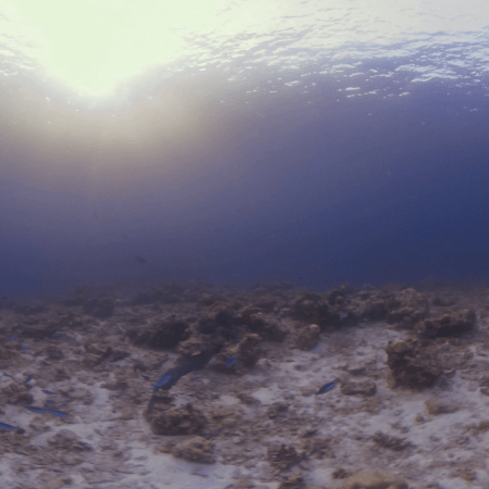 Moray's Reef Hideaway