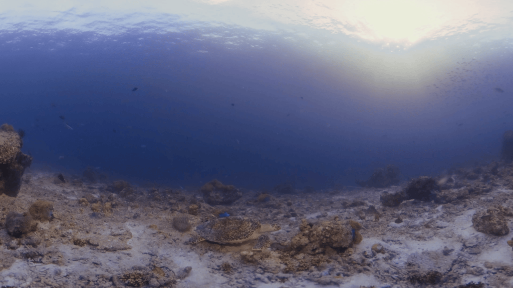 Hawksbill Grazing on Reef