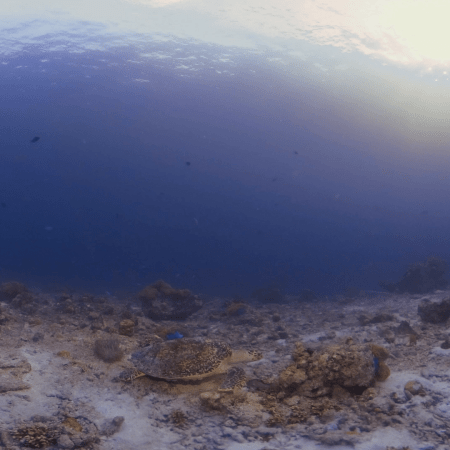 Hawksbill Grazing on Reef