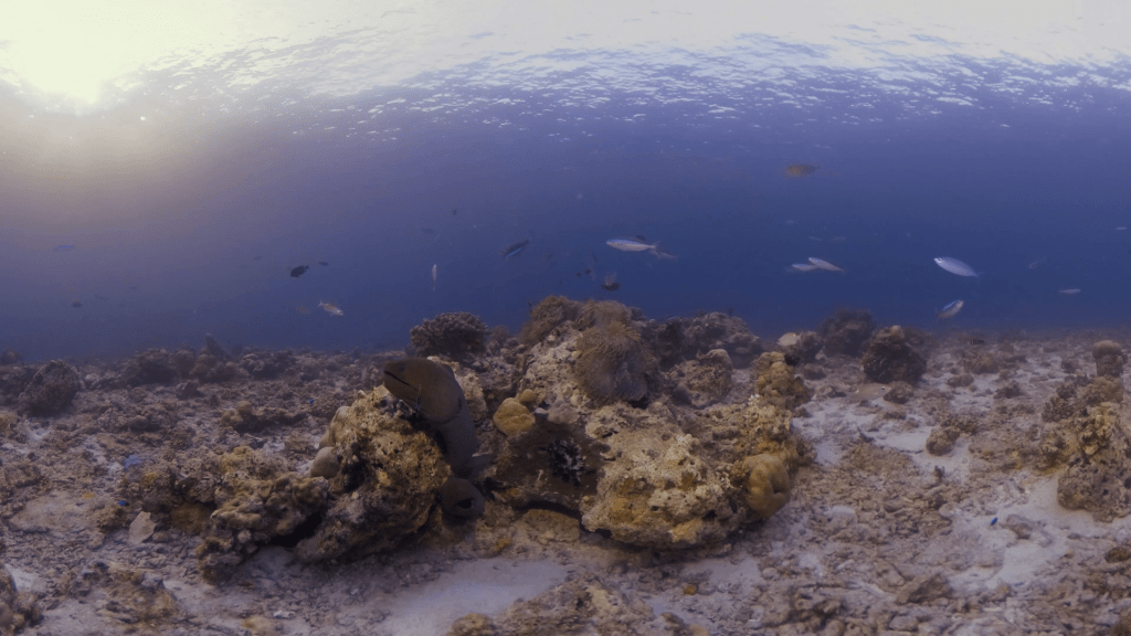 Moray Eel Cleaning Station