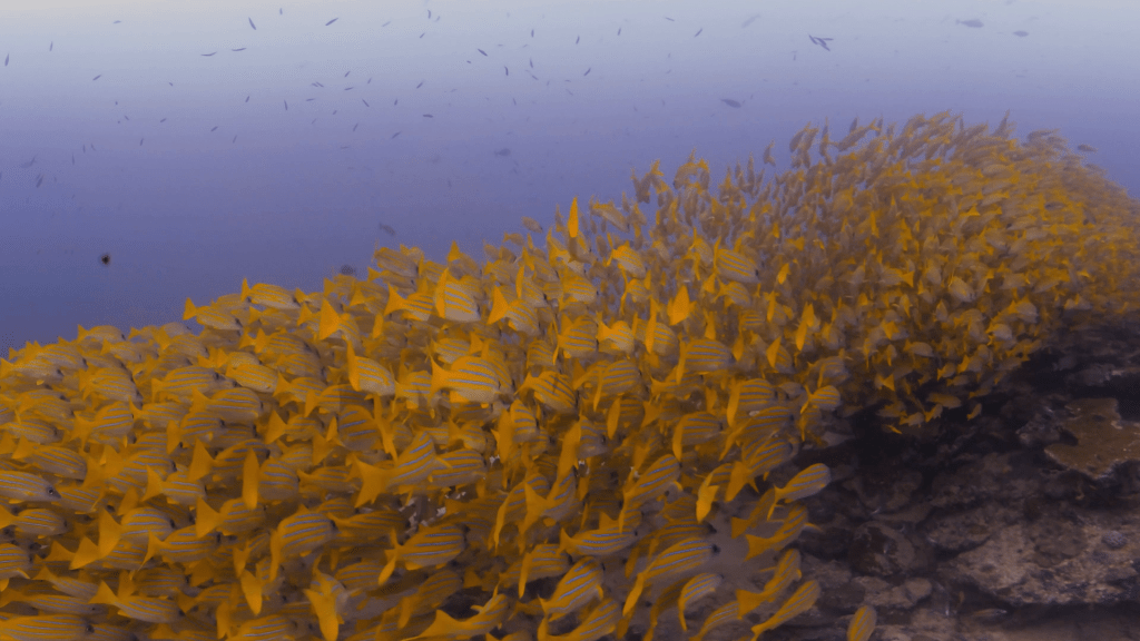 Yellow Snapper Swarm Over Table Coral Reef