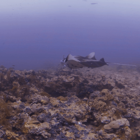 Manta Ray Visit Reef Cleaning Station