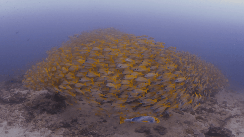 Snappers' Ascent: Manta Encounter at Reef