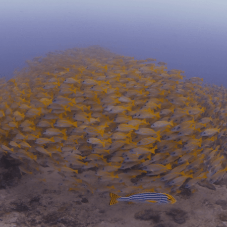 Snappers' Ascent: Manta Encounter at Reef