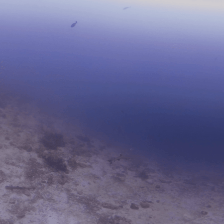 Whitetip Shark Retreat on Reef Slope