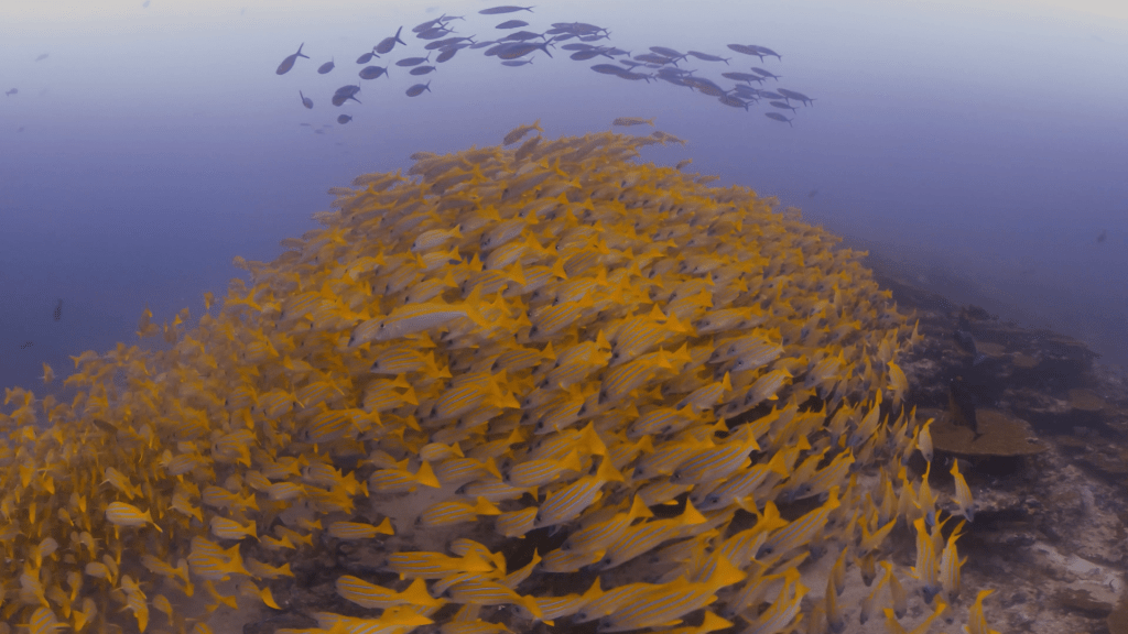 Snapper School & Manta Encounter