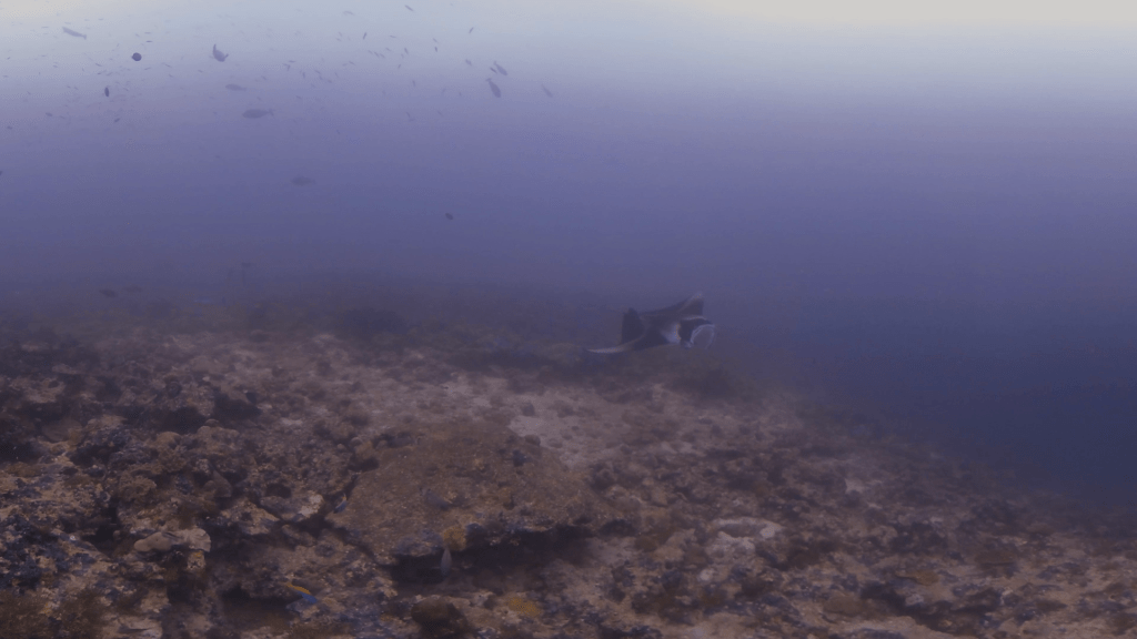 Manta's Reef Spa: Cleaning Time