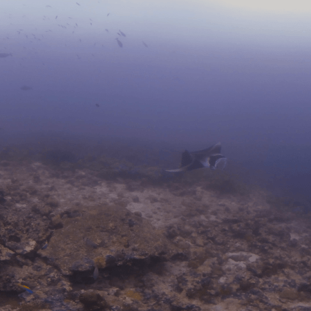 Manta's Reef Spa: Cleaning Time